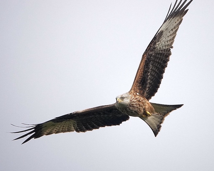 red kite